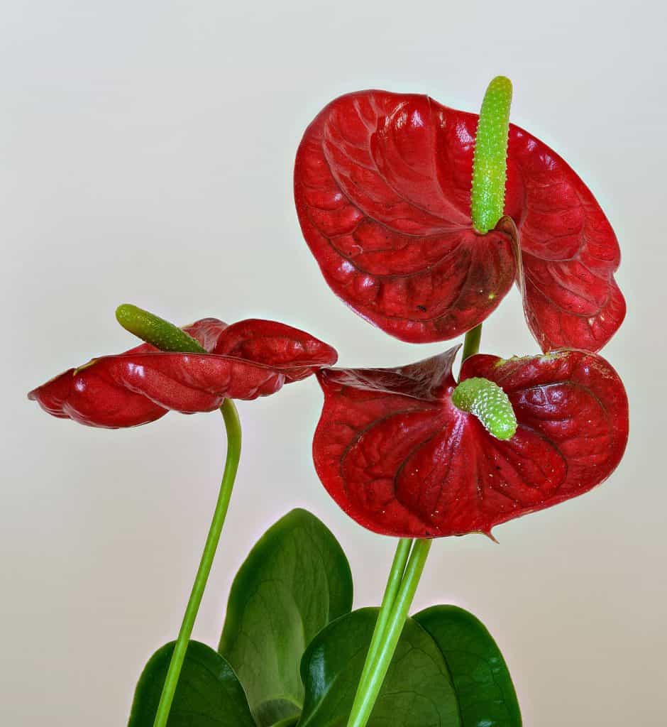 anthurium orchid