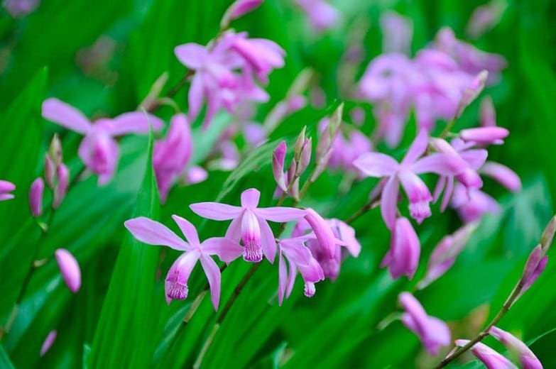 Bletilla Striata Hardy Orchid