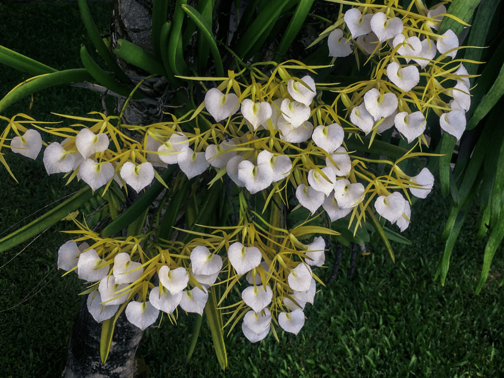 brassavola orchid flowers