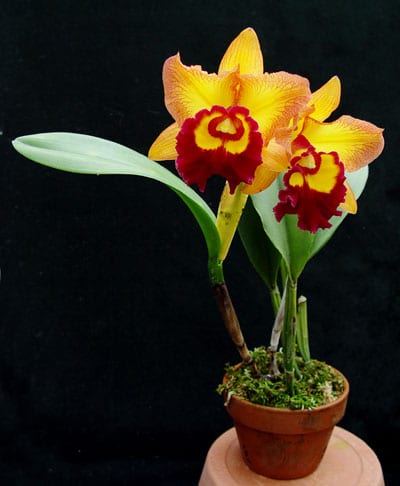 cattleya orchid plant