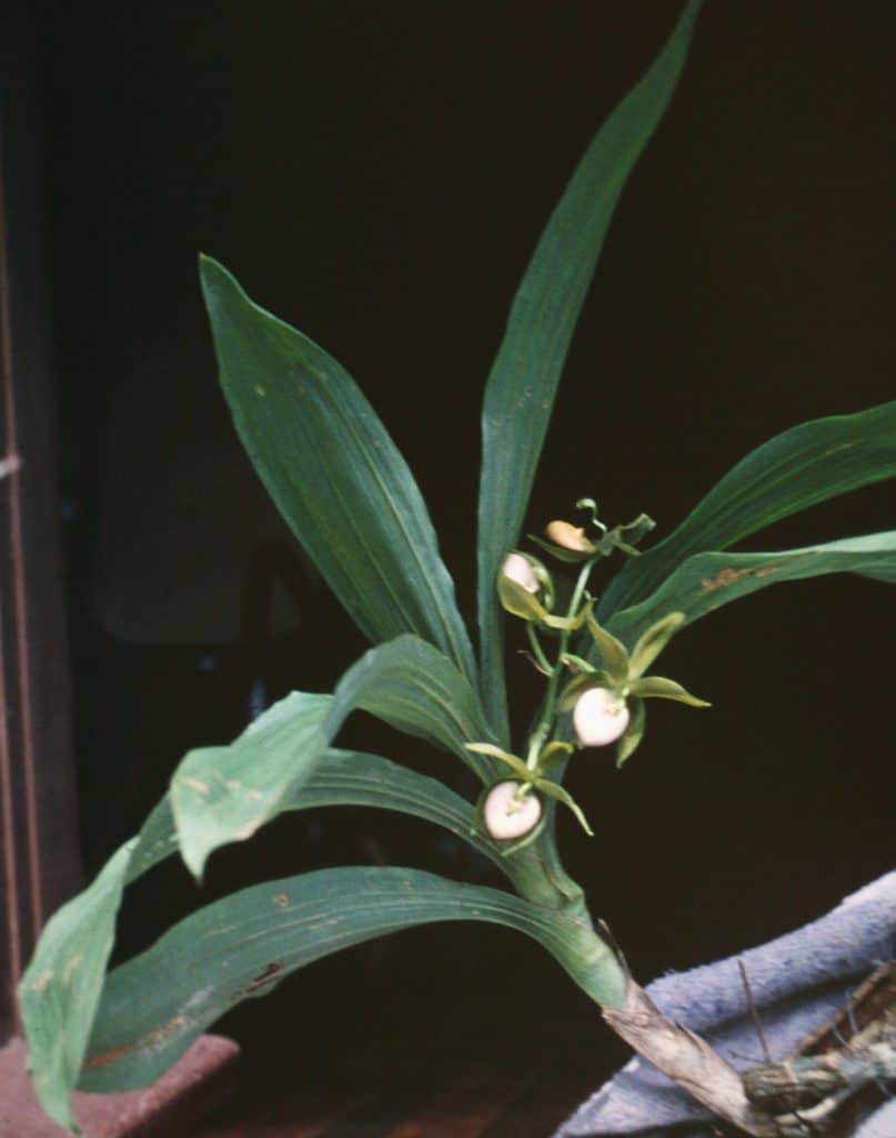 cycnoches orchids