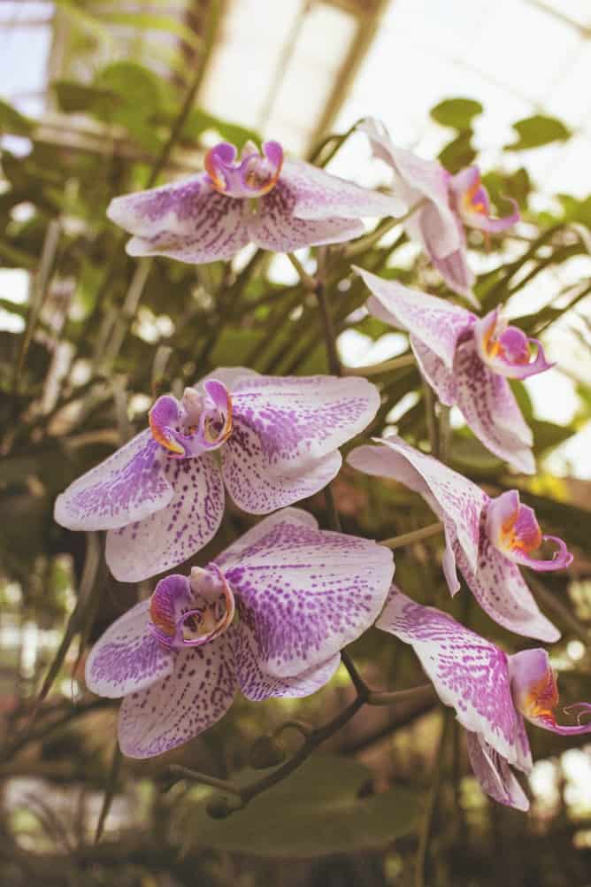 dendrobium orchid