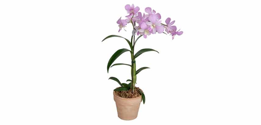 Dendrobium