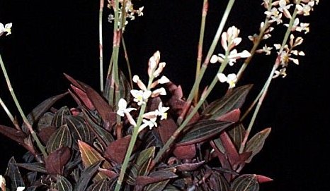 ludisia flowers