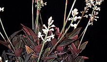Ludisia