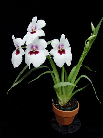 miltoniopsis orchids