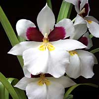miltoniopsia