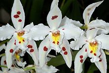 Odontoglossum