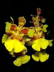 Oncidium 08