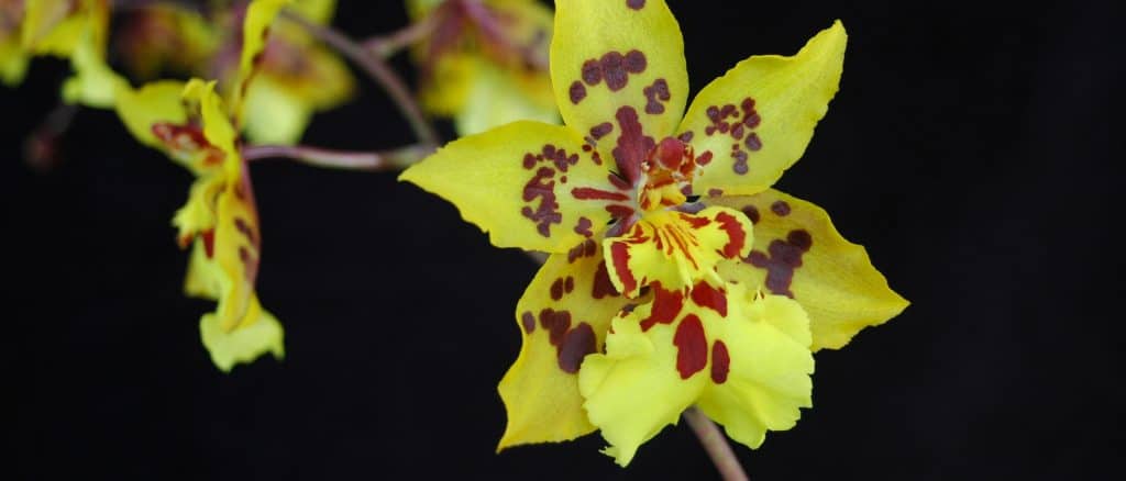 oncidium orchids