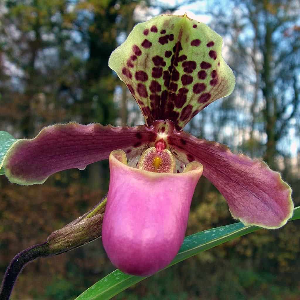 paphiopedilum orchids