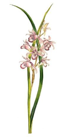 Phaius orchid