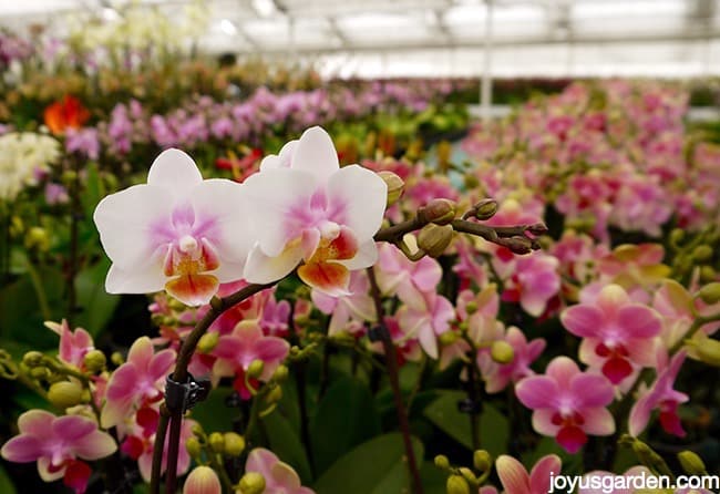 Phalaenopsis