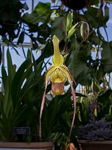 Phragmipedium