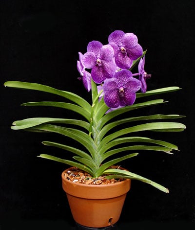 vanda orchid plant