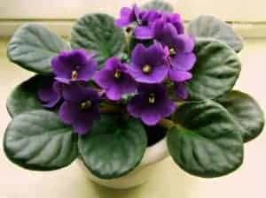 African Violet Saintpaulia 2