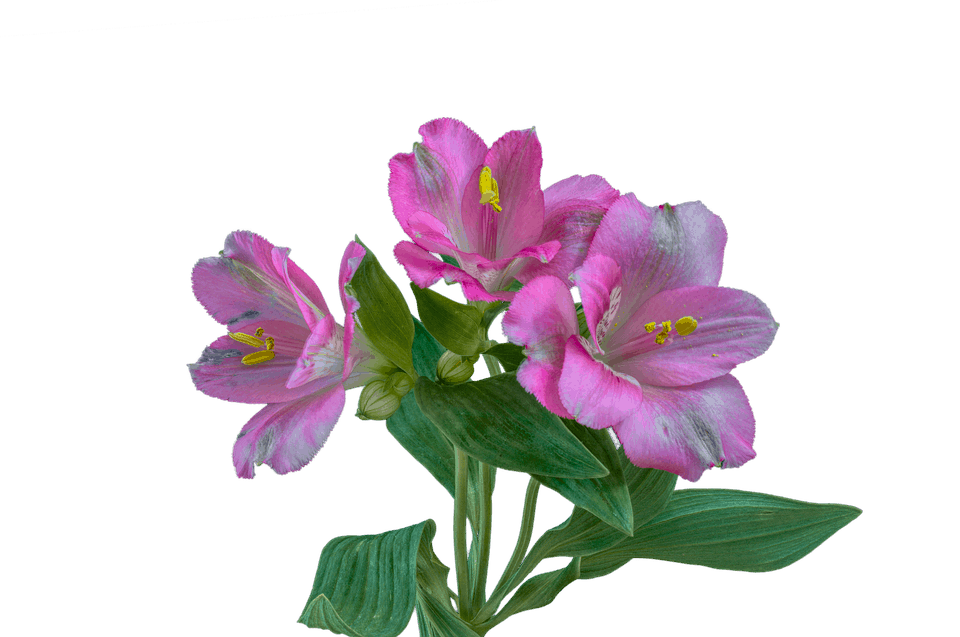 Alstroemeria