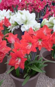 Amaryllis Hippeastrum 2