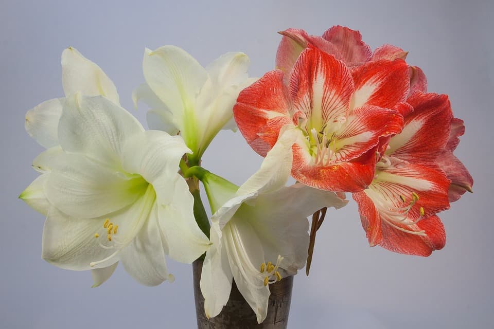 Amaryllis