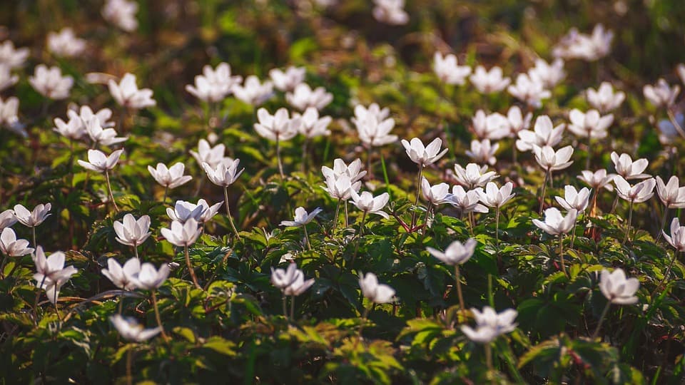 Anemones