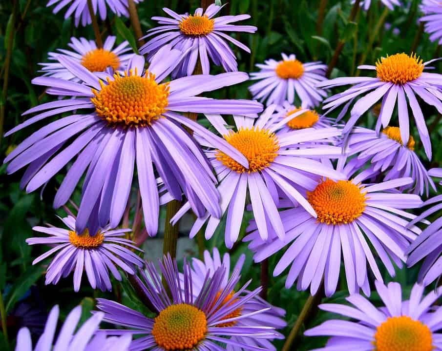 Aster Aster