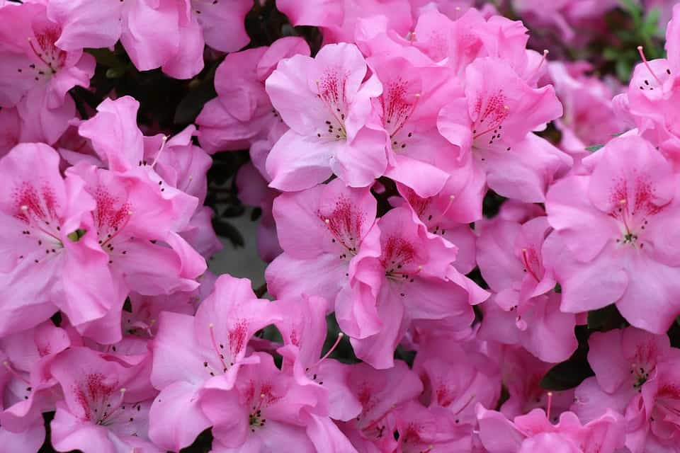 Azalea