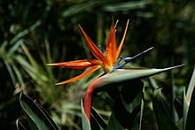 Bird of Paradise Strelitzia reginae 2