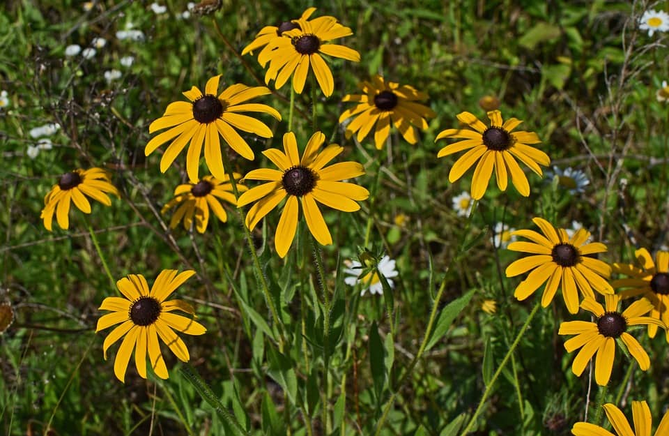 Black Eyed Susan