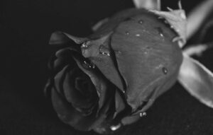 black rose photo