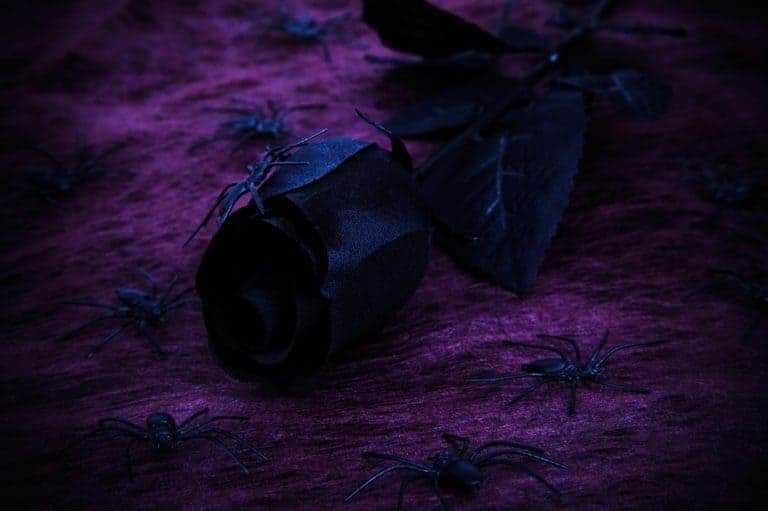 The Meaning of Black Roses Black Rose Meaning Flower Glossary