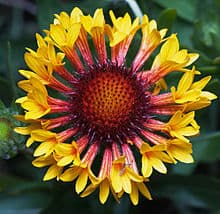 Blanket Flower Gaillardia 2