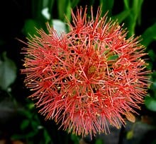 Blood Lily Scadocus Multiflorus 2