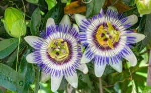 Blue Passion Flower Passiflora Caerulea 2