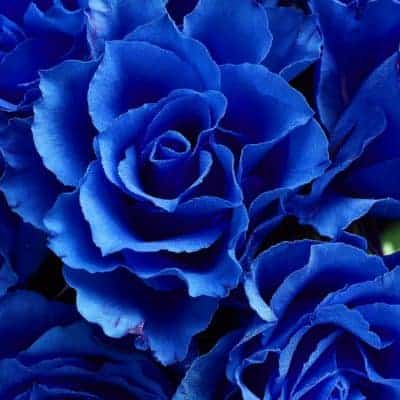 blue rose