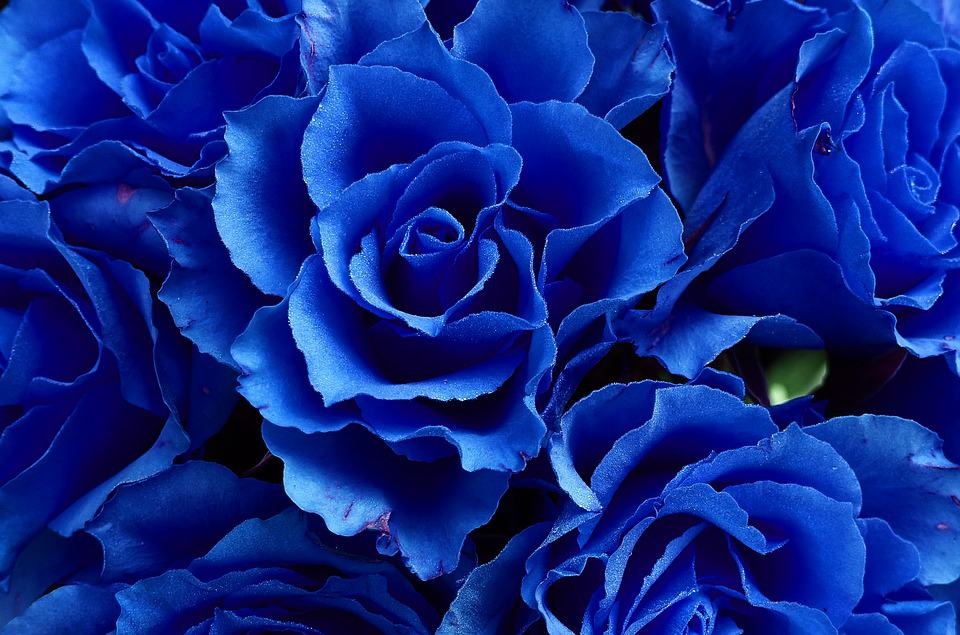 Blue Roses: Meaning and Pictures