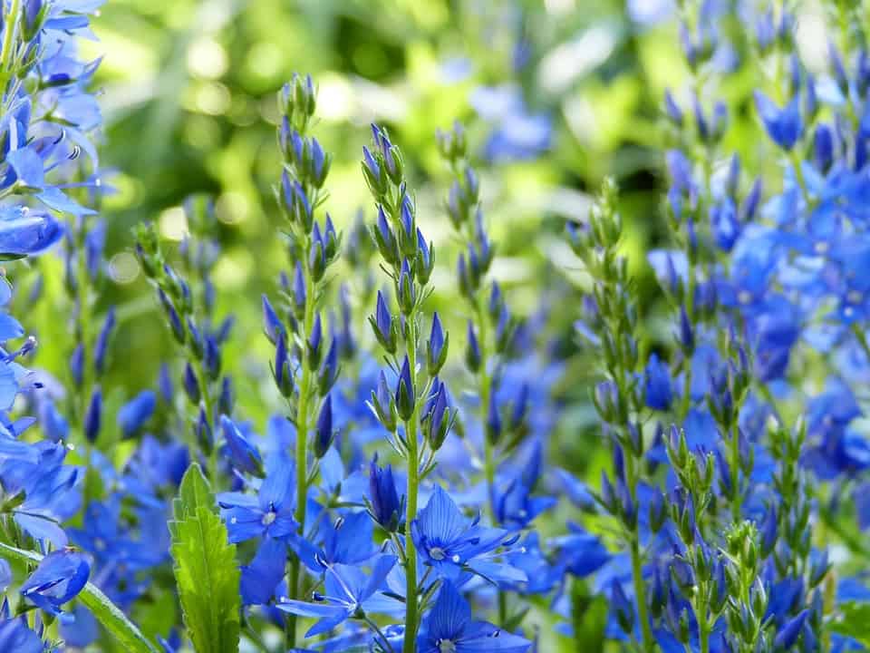 Bluebell Bluebell