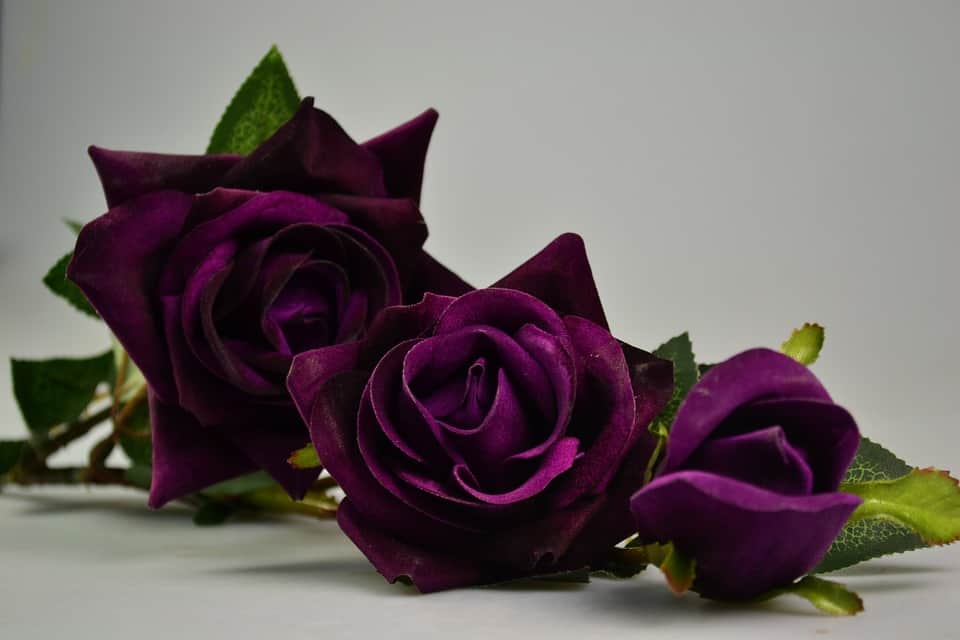 deep purple rose