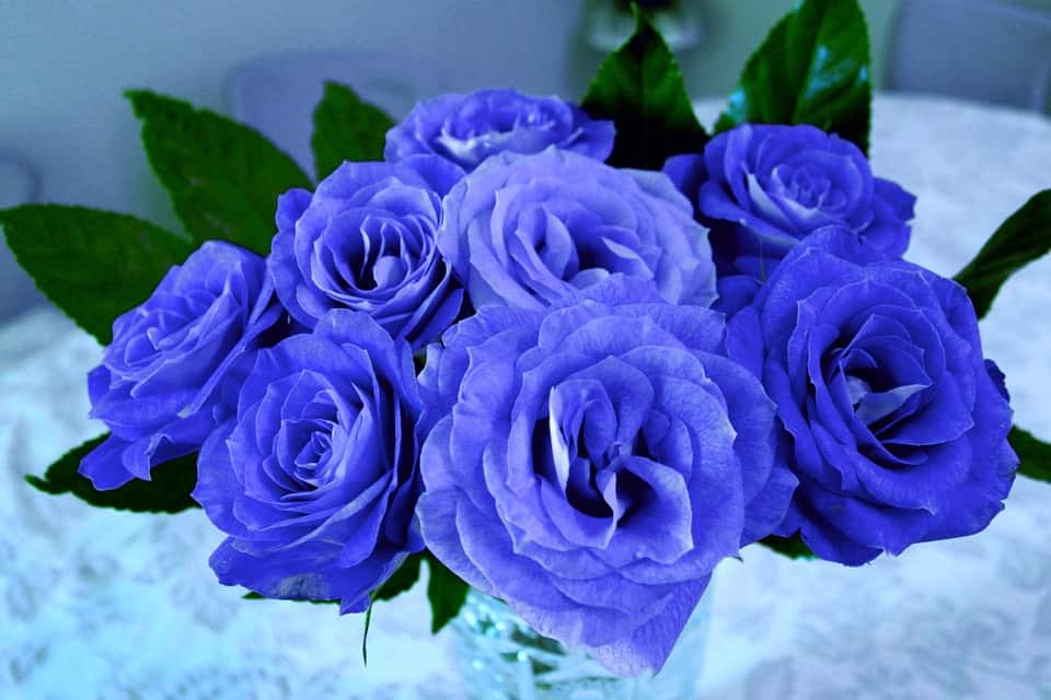 meaning of blue roses