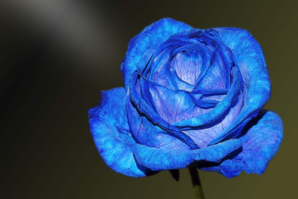 picture of a single blue rose