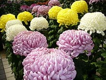 Chrysanthemum Morifolium 2