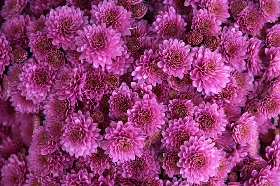 Chrysanthemum