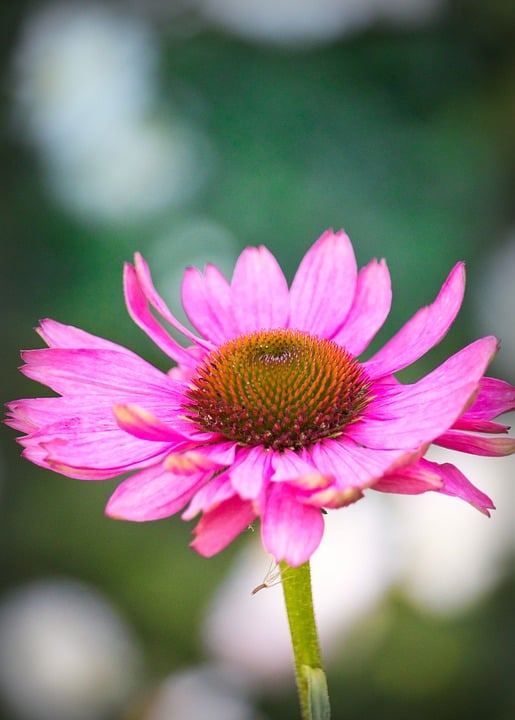 coneflower