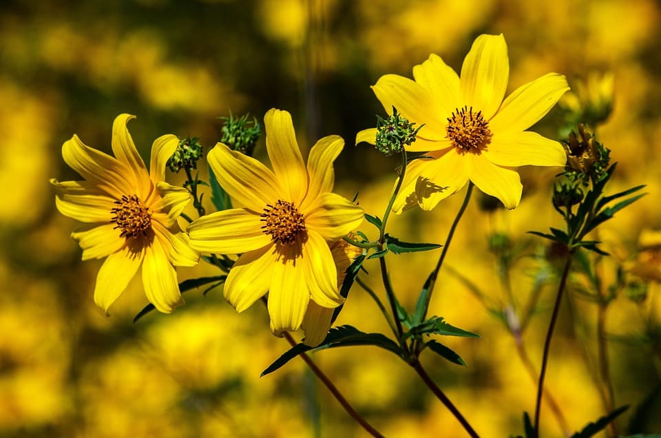 Coreopsis