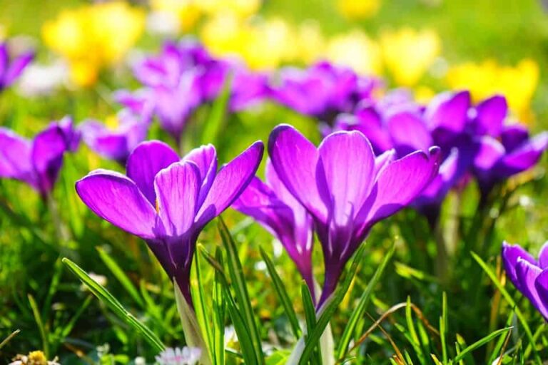 15 Popular Spring Flowers with Pictures | Flower Glossary