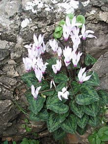 Cyclamen Persicum 2