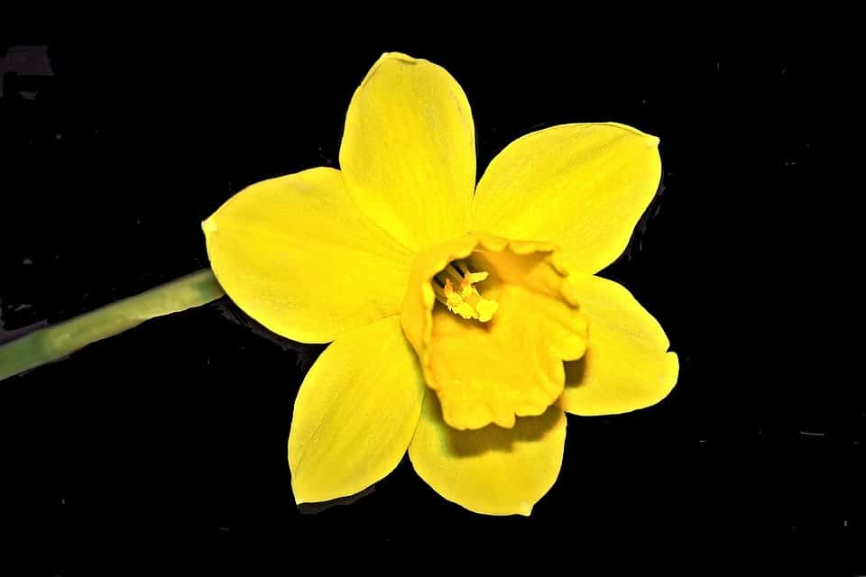 Daffodil Daffodil
