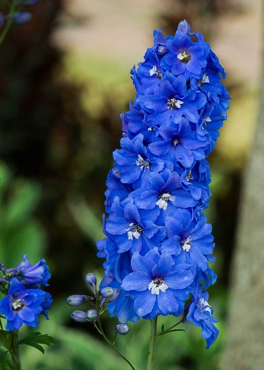 Delphinium