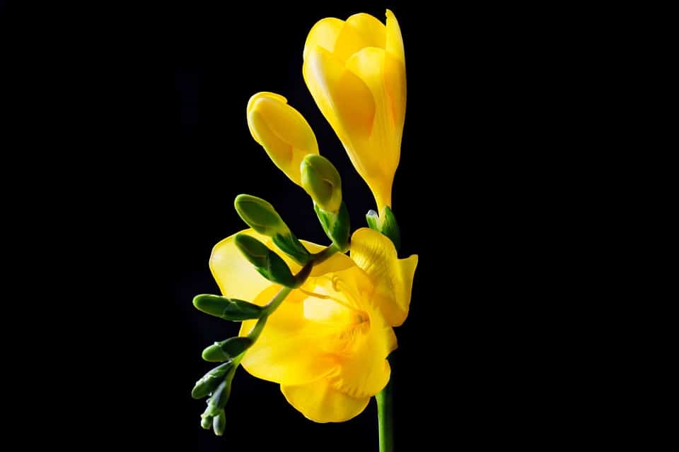 Freesia