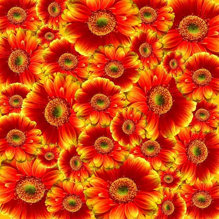 Gerbera