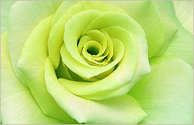 green rose meaning